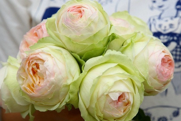 Armure Blanche Rose