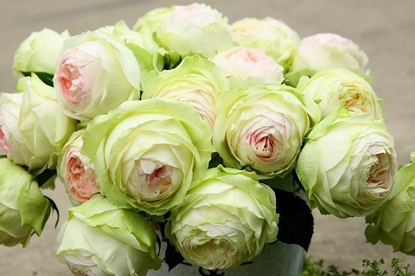 Armure Blanche Rose