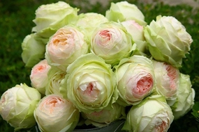 Armure Blanche Rose