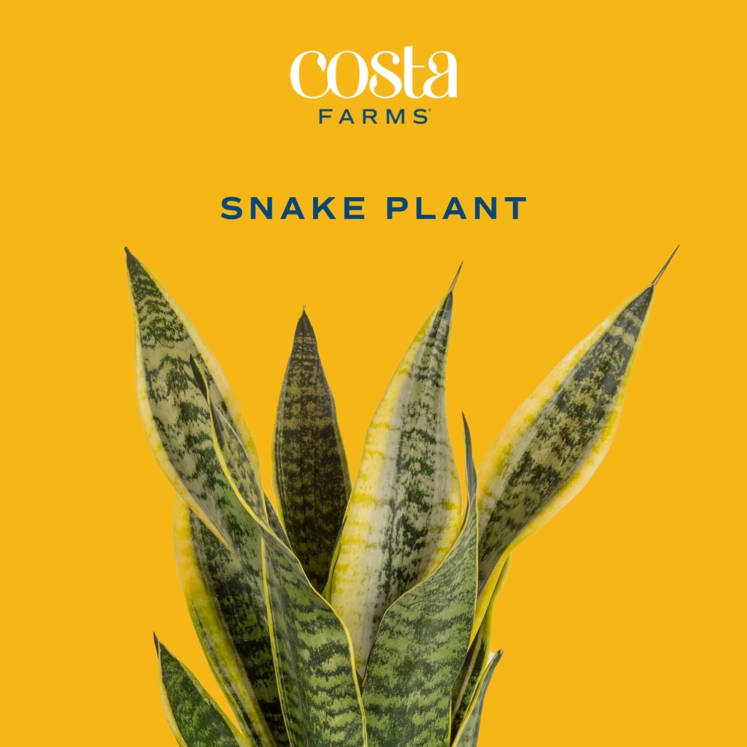 Costa Farms Sansevieria Snake Live Indoor Plant, 8-Inch Tall, Grower's Choice, White-Natural Décor Planter