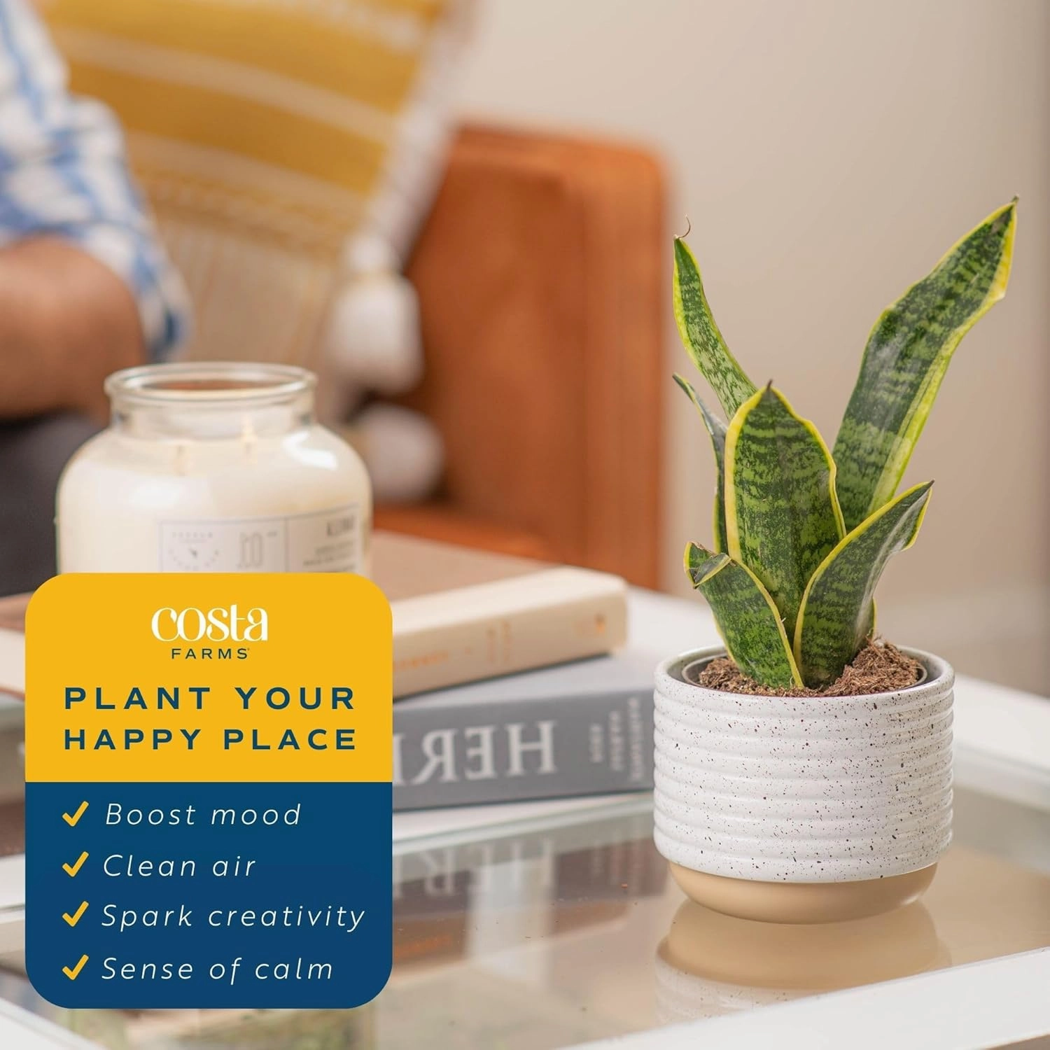 Costa Farms Sansevieria Snake Live Indoor Plant, 8-Inch Tall, Grower's Choice, White-Natural Décor Planter