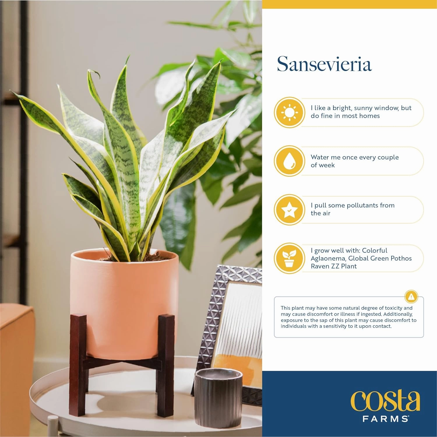 Costa Farms Sansevieria Snake Live Indoor Plant, 8-Inch Tall, Grower's Choice, White-Natural Décor Planter