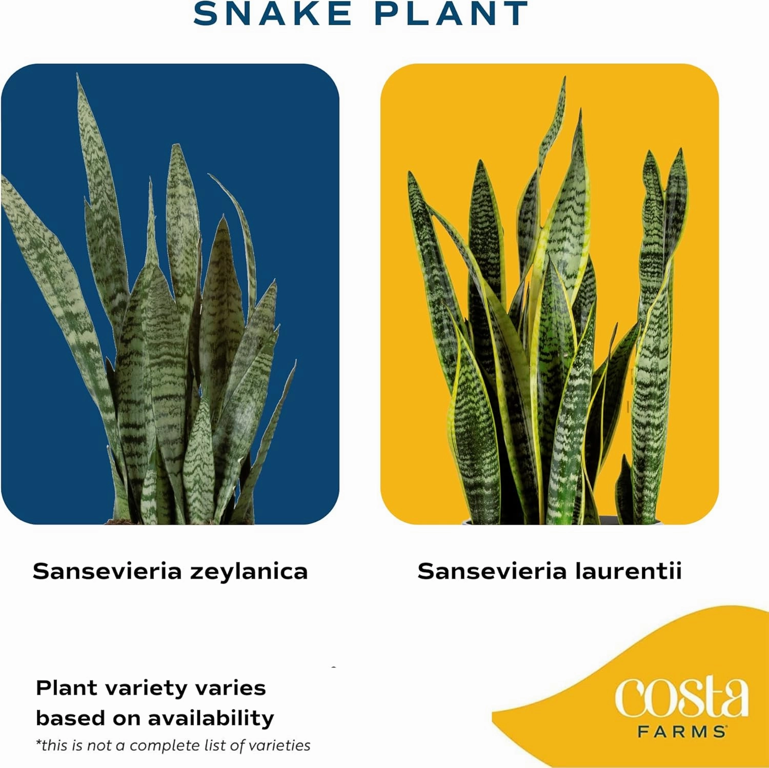 Costa Farms Sansevieria Snake Live Indoor Plant, 8-Inch Tall, Grower's Choice, White-Natural Décor Planter