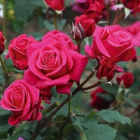 Landscape Rose Flower Carpet® 'Fragrant Lipstick'