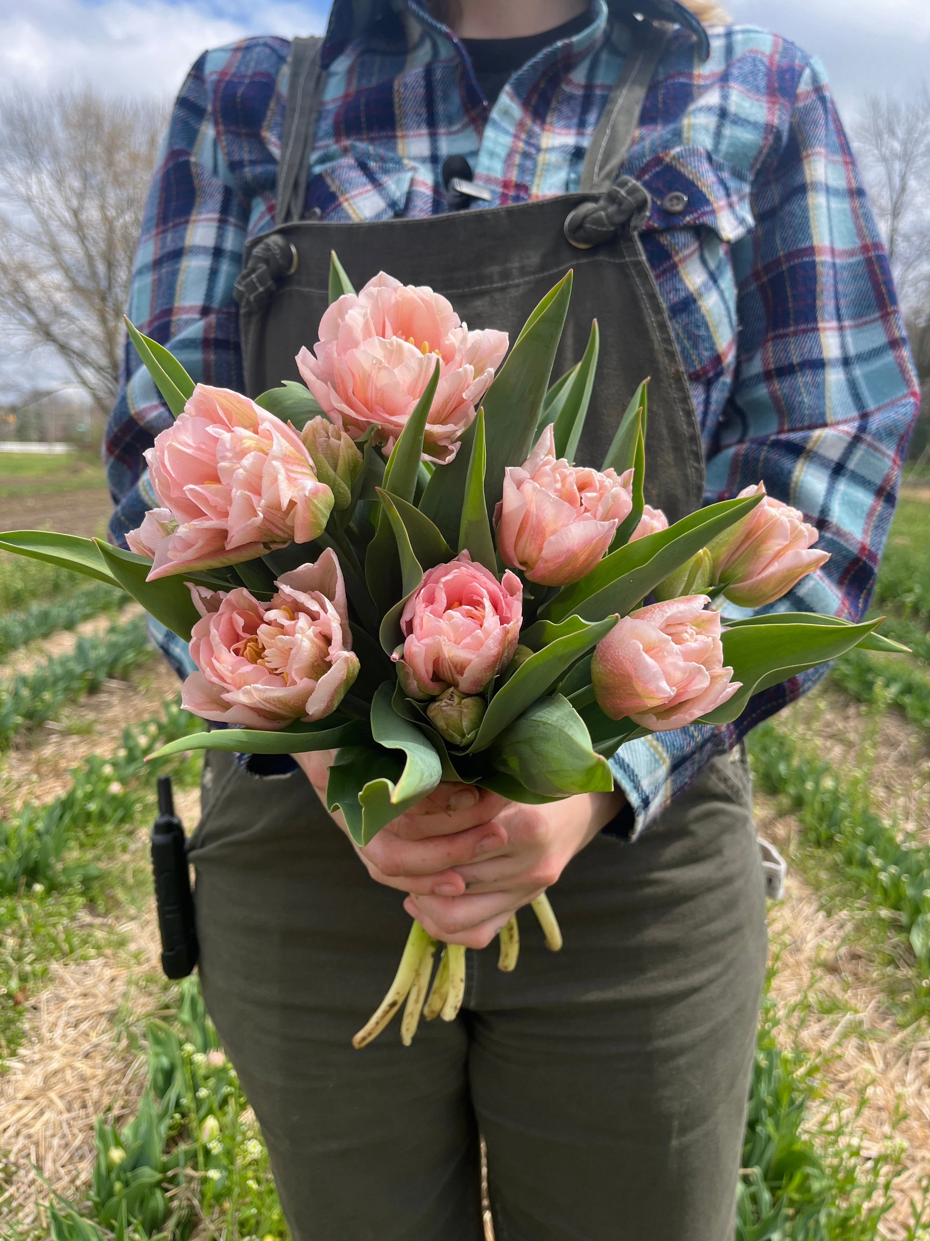 Tulip-Mariage