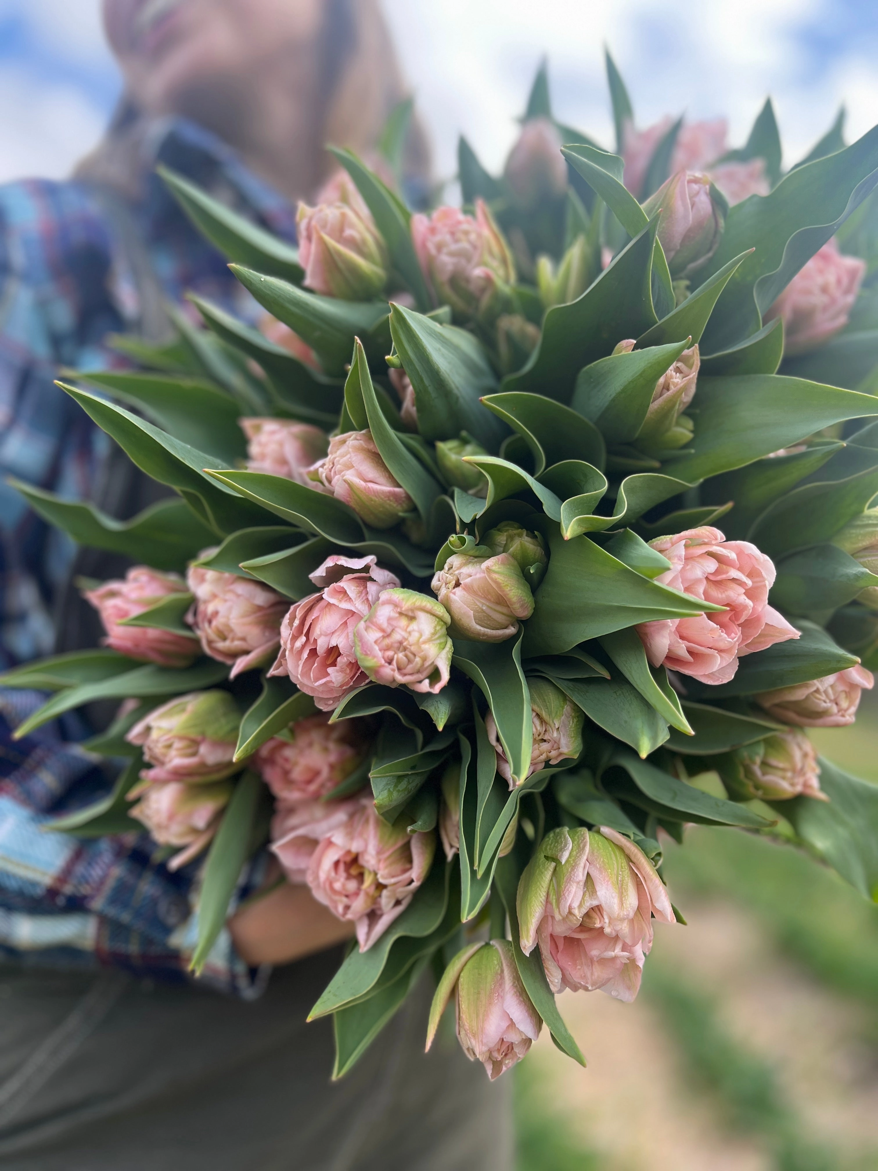 Tulip-Mariage