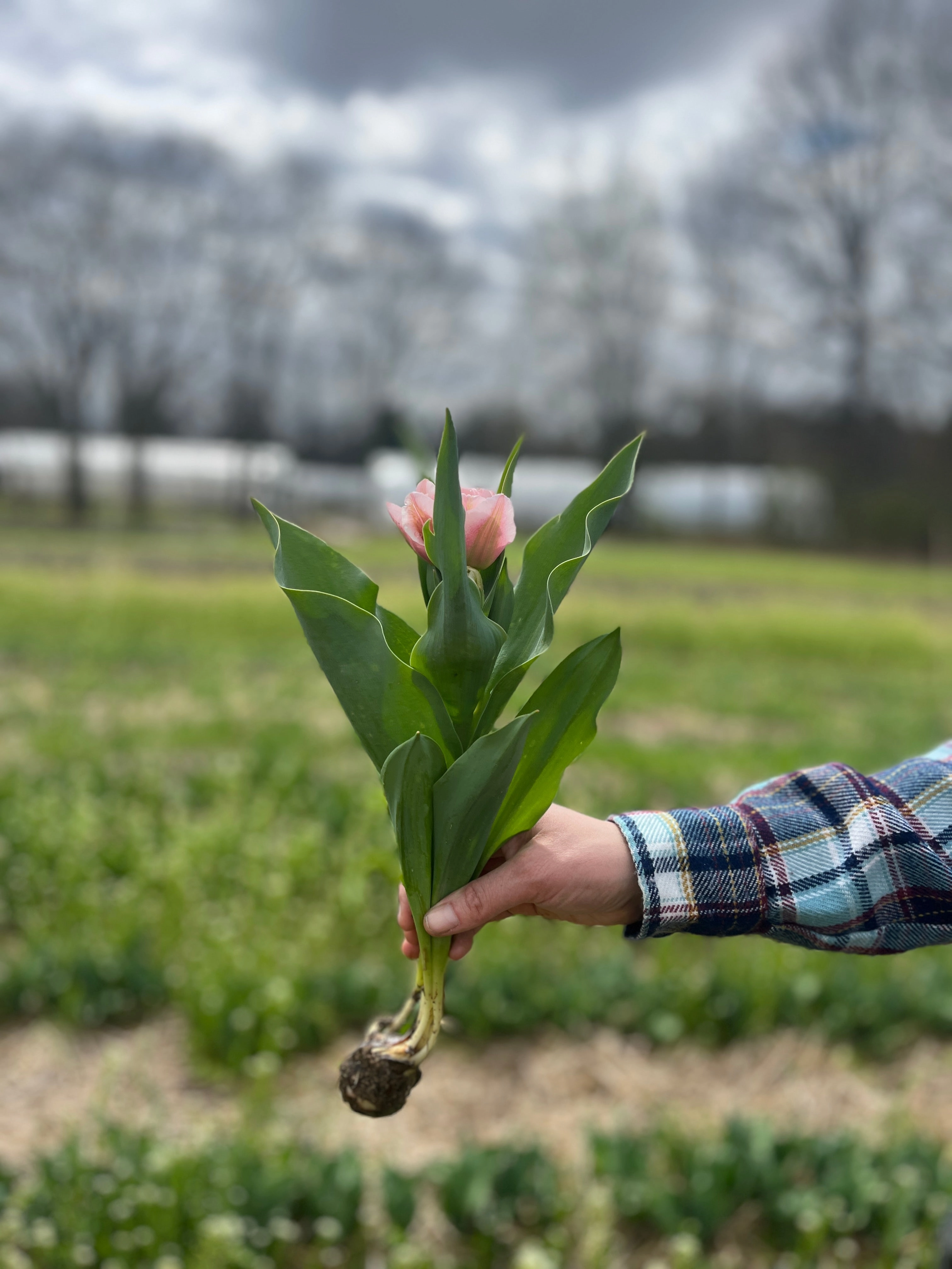 Tulip-Mariage